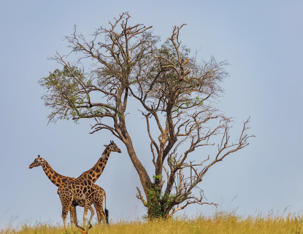 Best Kenya safari itinerary combining Masai Mara and Amboseli for a 5-day adventure