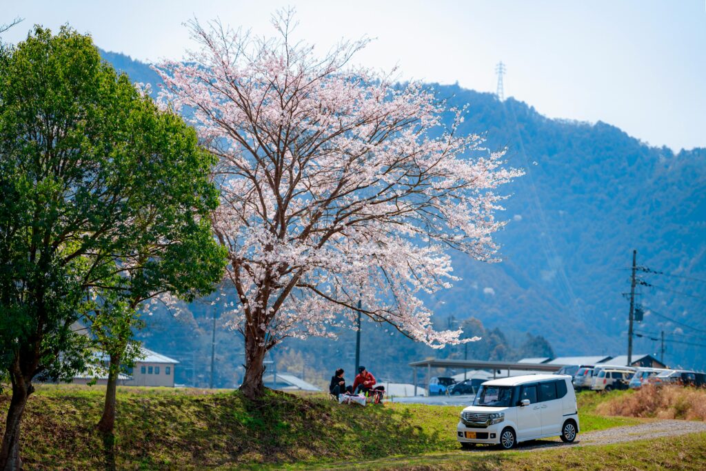 Traditional hanami picnic at popular cherry blossom viewing locations in Japan"