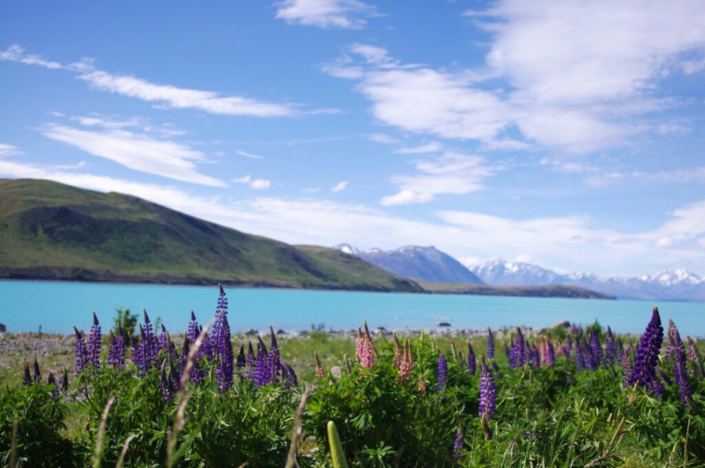 Lake Tekapo with lupins during a South Island road trip, part of a 4-5 day itinerary for a road trip in New Zealand