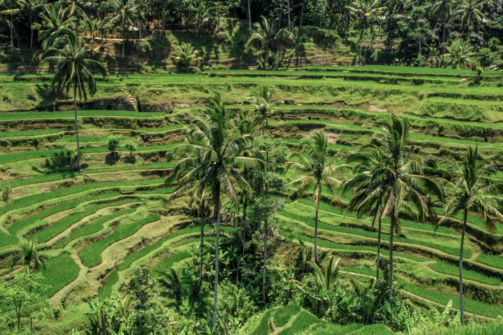 ush green rice terraces surrounded by tall coconut trees in Tegallalang, Ubud, Bali, showcasing traditional Balinese farming and scenic tropical landscapes