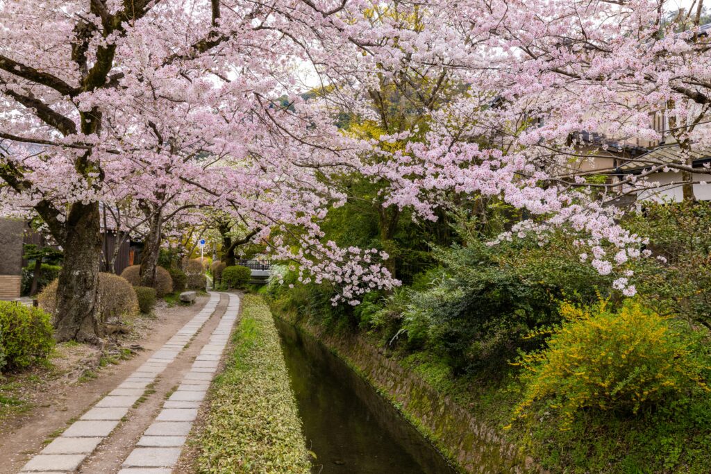 Ueno Park - best destinations to visit japan during cherry blossom season