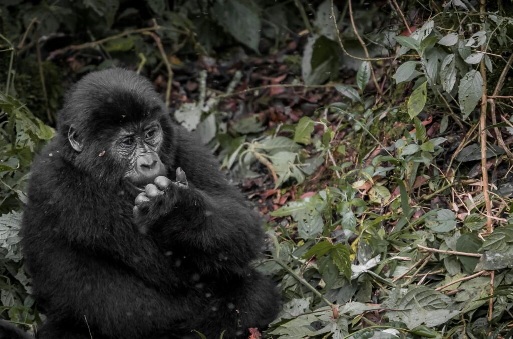 Mountain gorilla observed during trekking expedition in Uganda on first solo trip to Africa