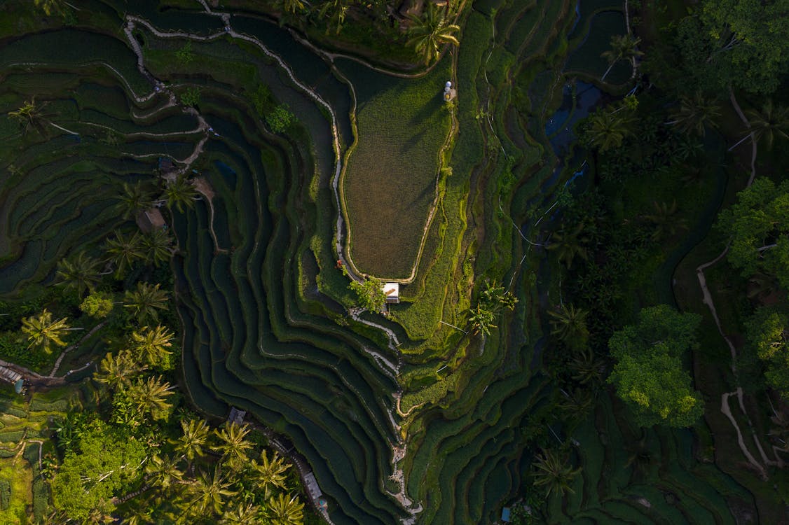 Aerial view of vibrant green rice terraces in Bali with lush tropical landscape and layered fields