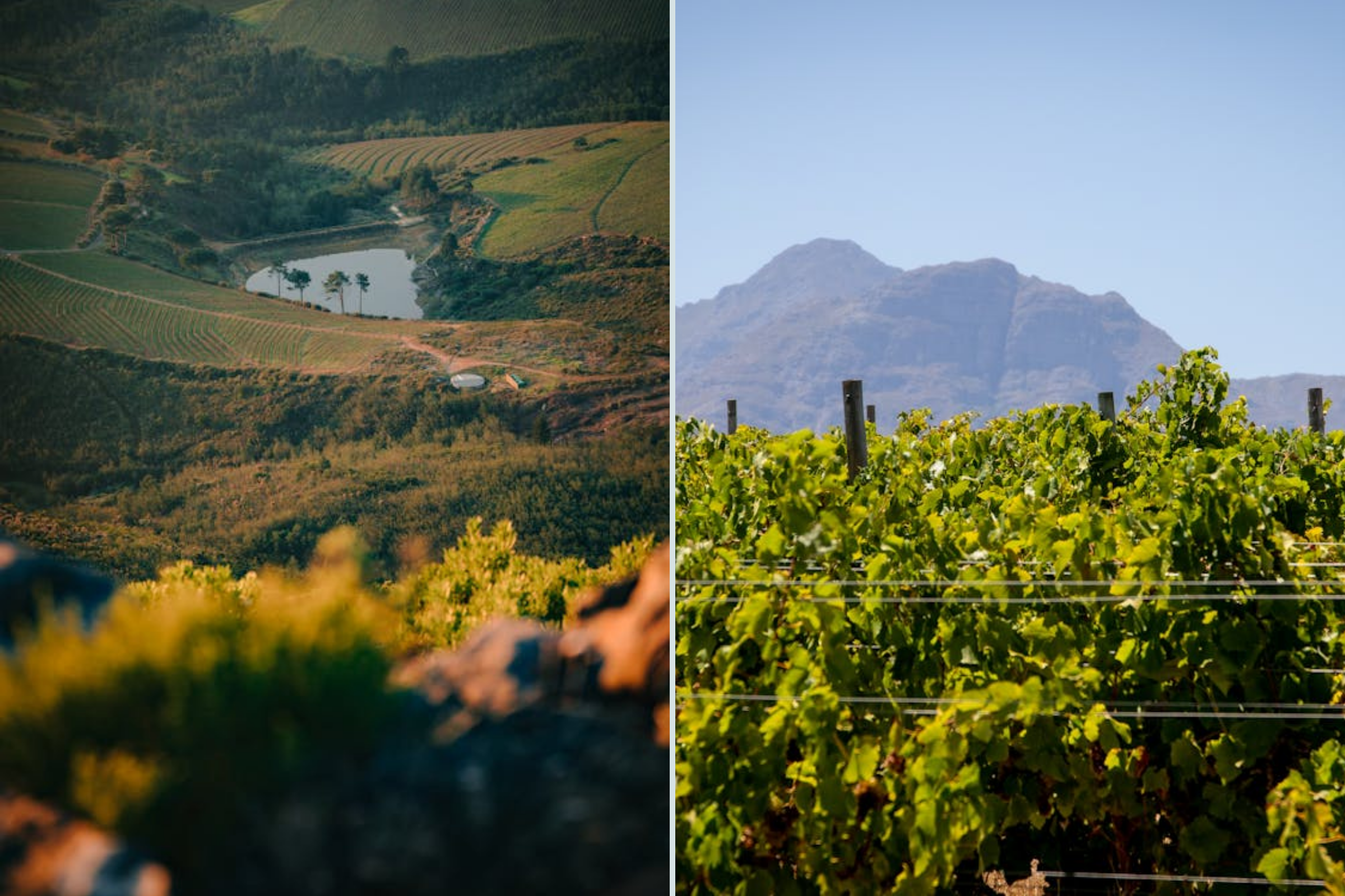 Cape Winelands vineyards, one of the best places to visit in South Africa for wine tasting experiences