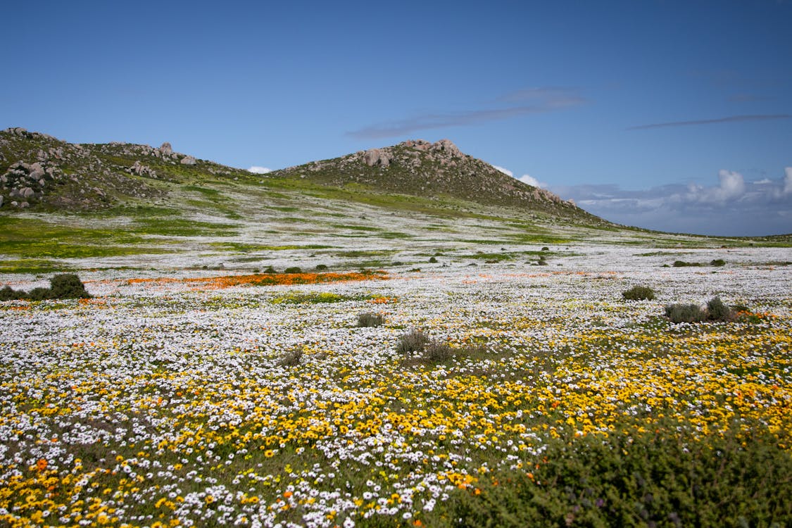 Things to do in Cape Town - West Coast National Park day trip