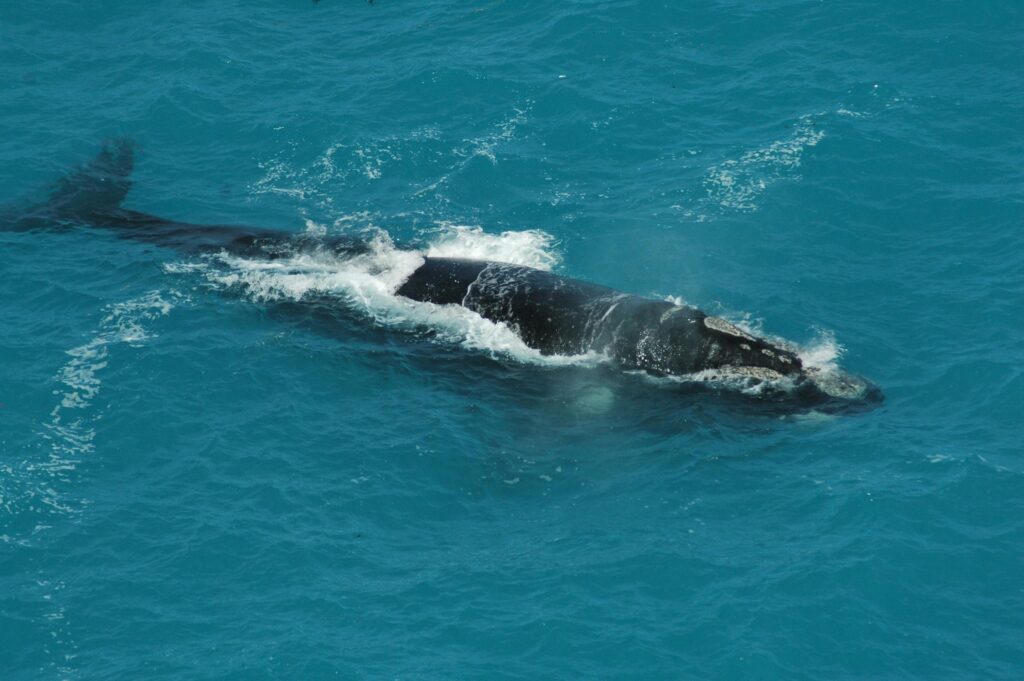 Southern right whale swimming near the surface in clear turquoise waters during a whale watching season