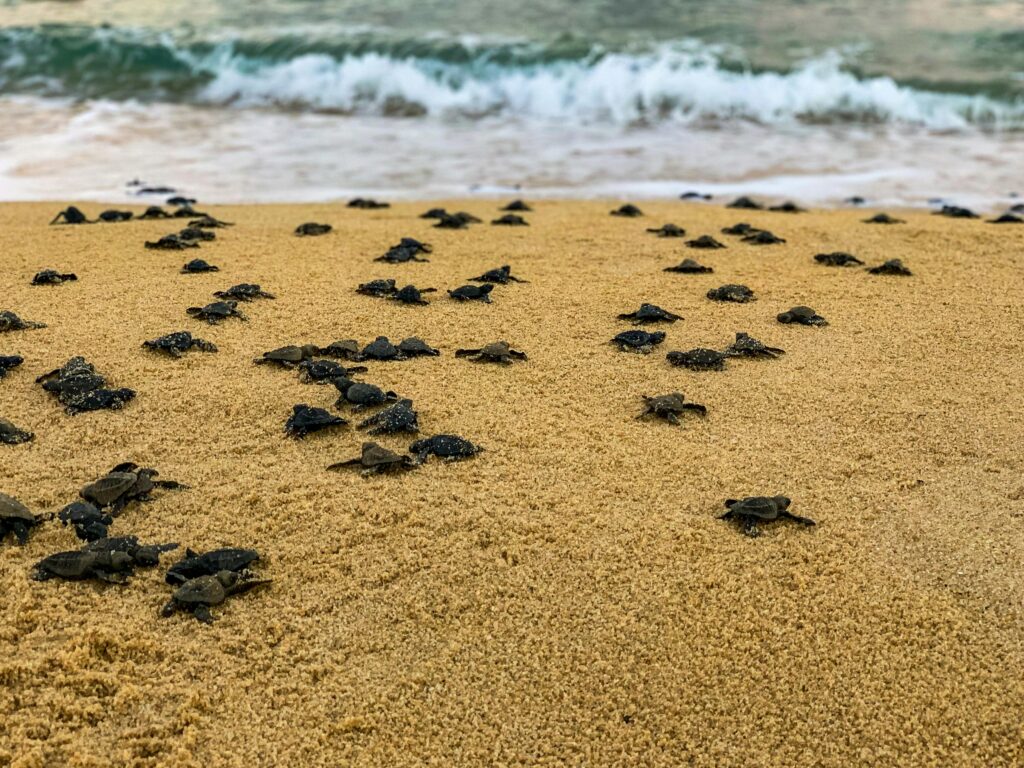 best time to see baby sea turtle on the beach in mexico