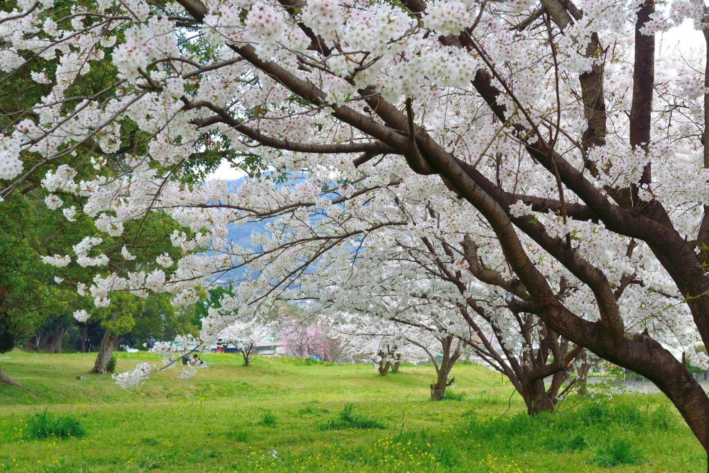 Kyushu - best place to see cherry blossom in Japan