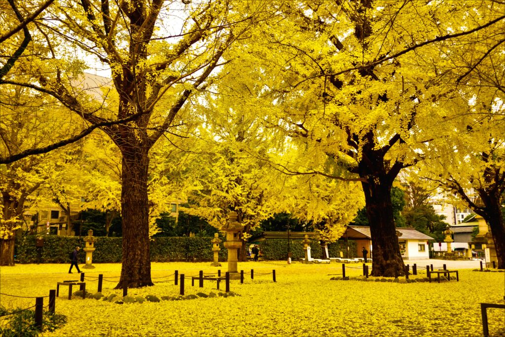 what to do in Japan in fall