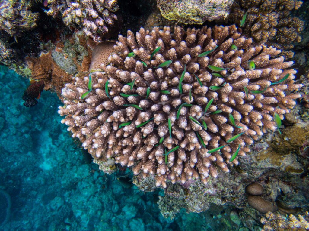 fiji is the best destination for diving