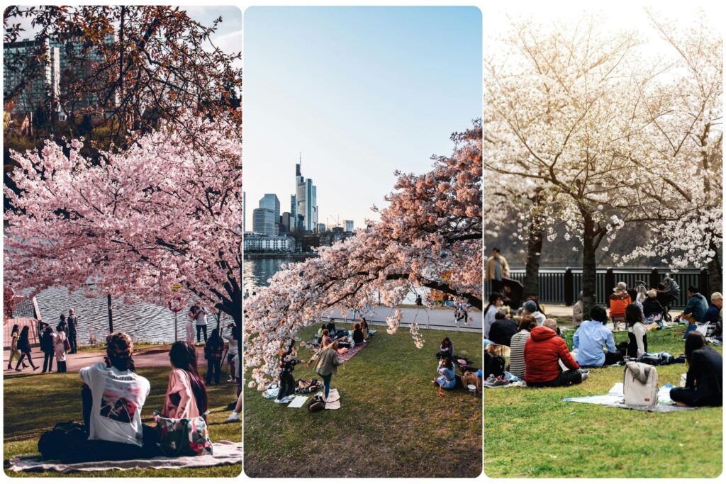 Hanami picnic during cherry blossom season, highlighting the best time to visit Japan for sakura viewing