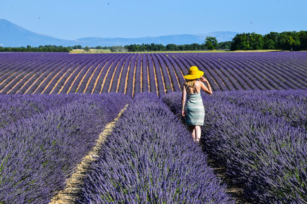 Best destinations to visit in June - Provence lavender fields in early bloom