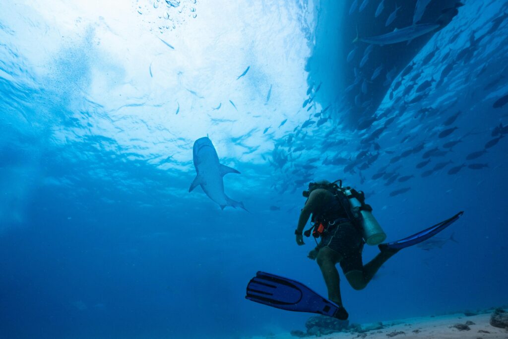 Divers swimming with manta rays in the Maldives, showcasing luxury diving resorts in the Indian Ocean