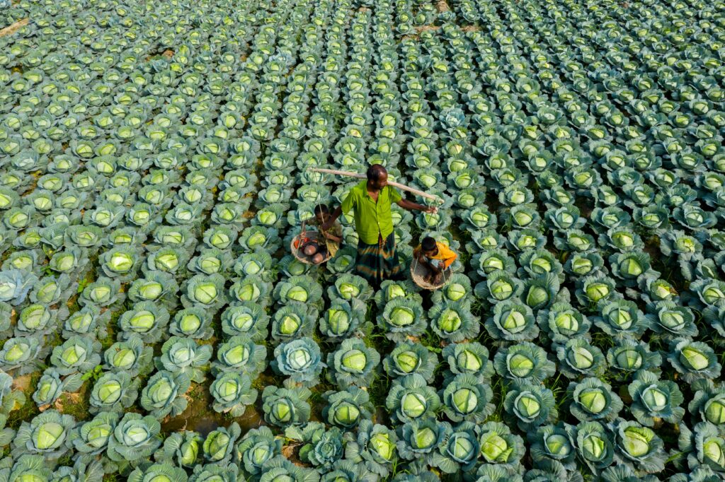 bangladesh Agriculture