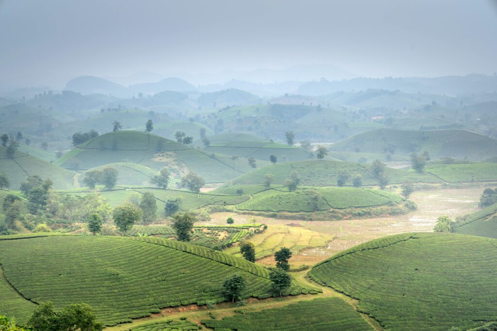 Lush green tea plantations and rolling hills in misty Sapa, Vietnam, showcasing the region’s scenic highland landscapes and terraced fields