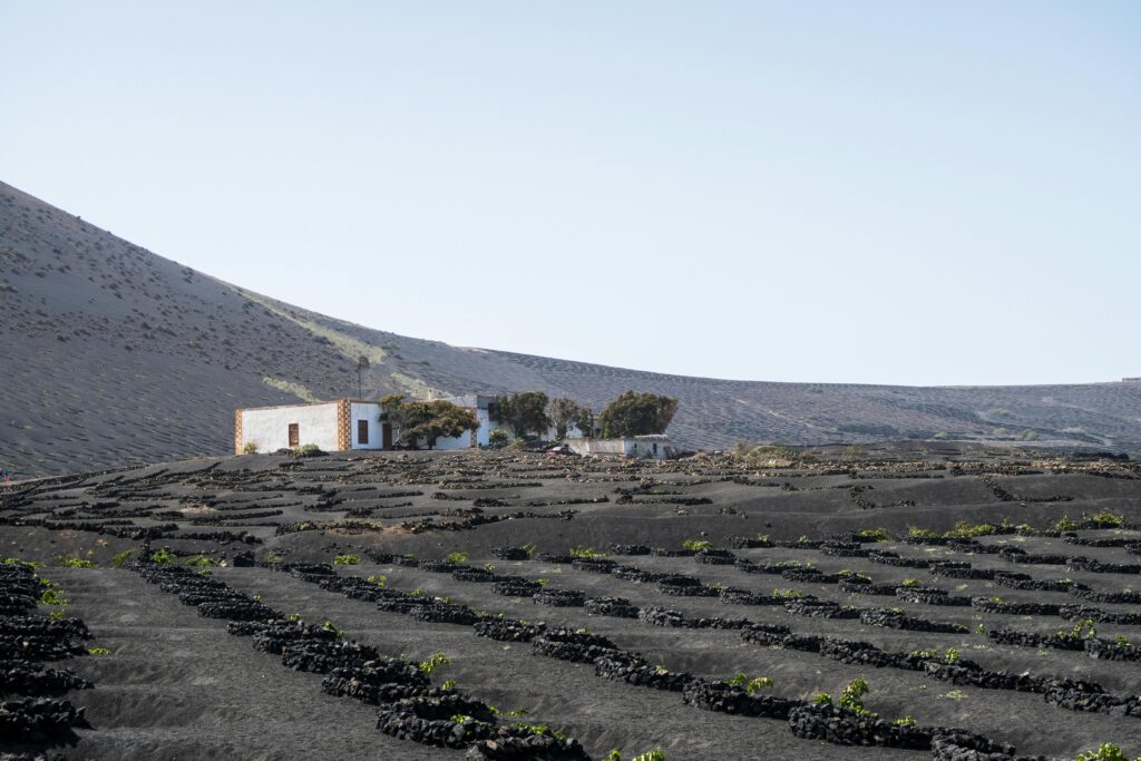 Canary vineyards - Best place to visit in Spain for wine enthusiasts