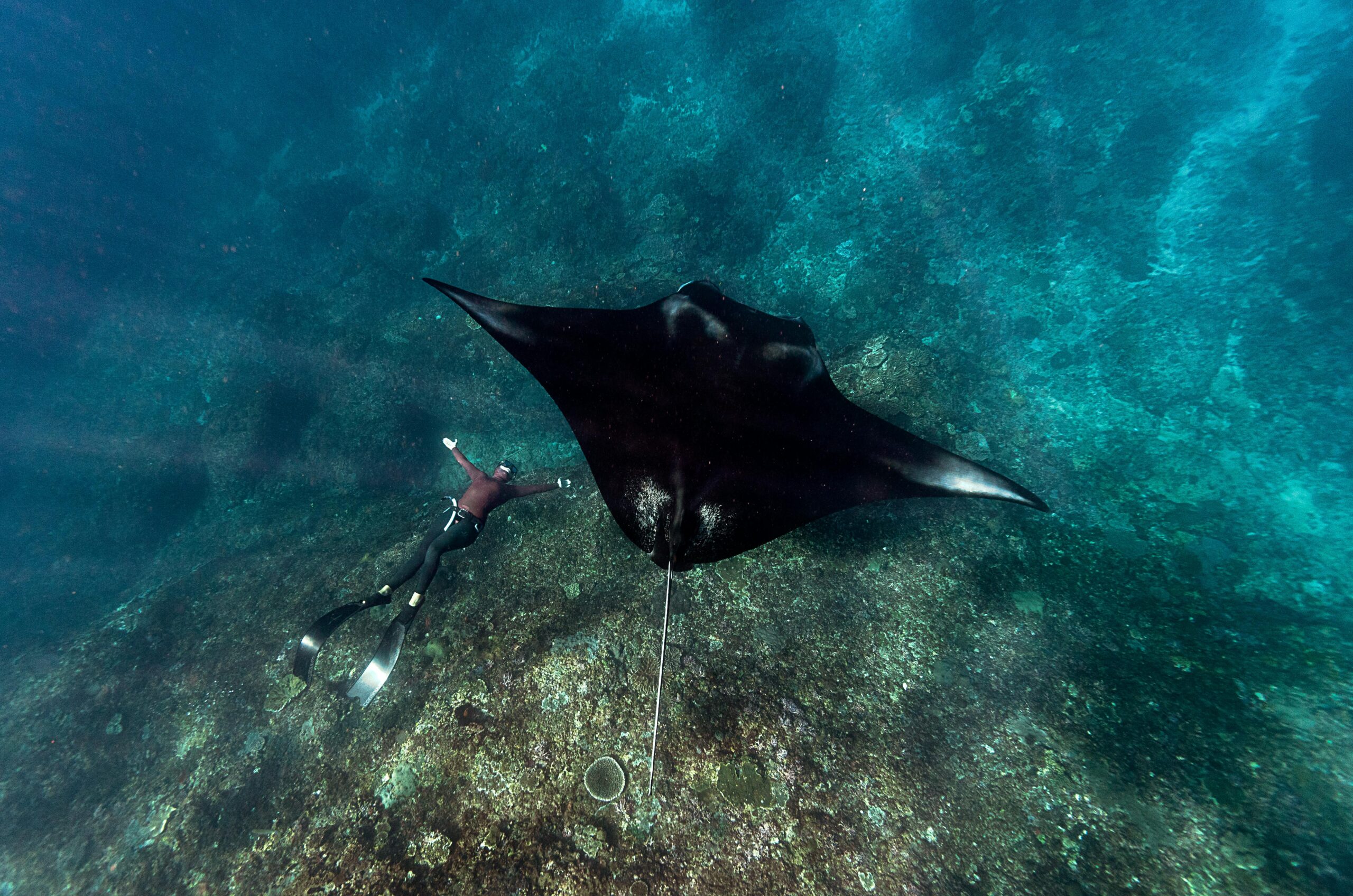 Diver swimming above coral reef in Solomon Islands Western Province.