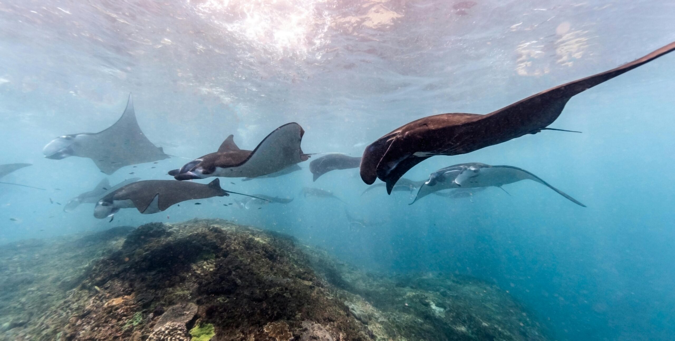 Manta ray swimming in clear blue water near Yap Island Micronesia.