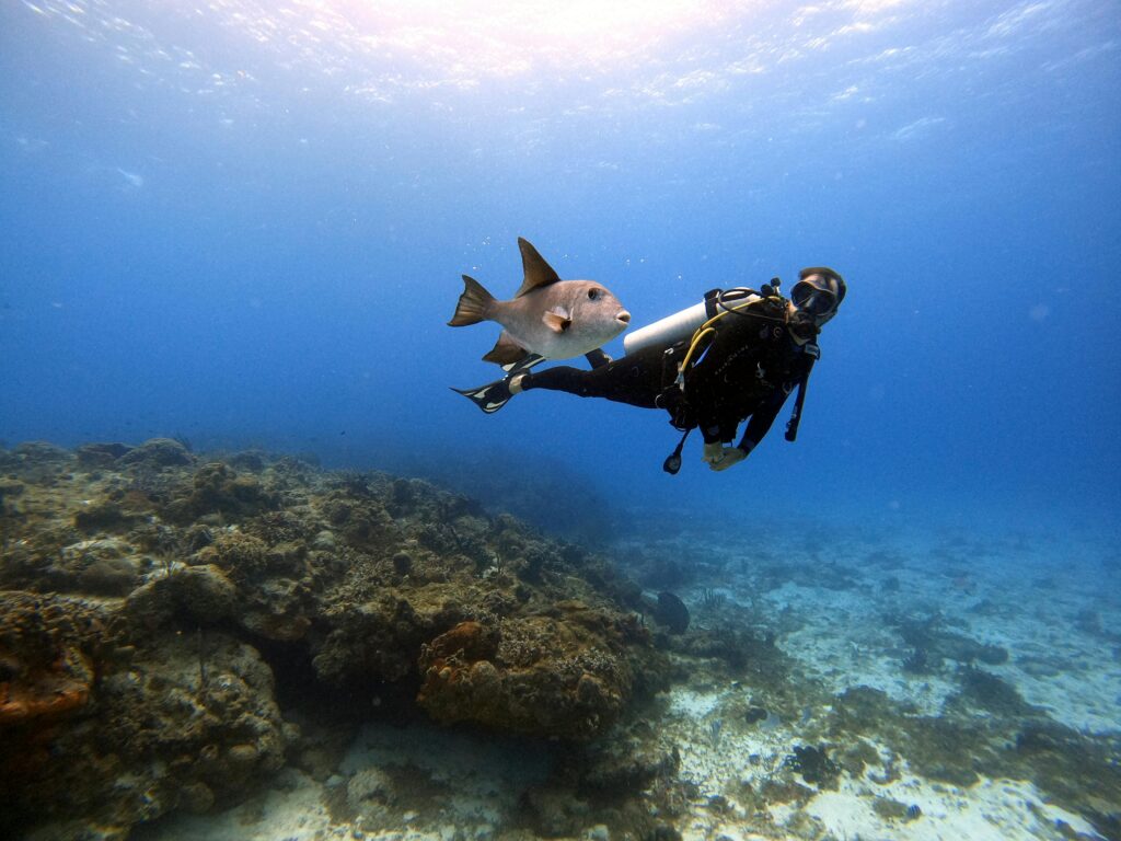Scuba diver swimming among tropical fish in clear blue water, with coral reef below