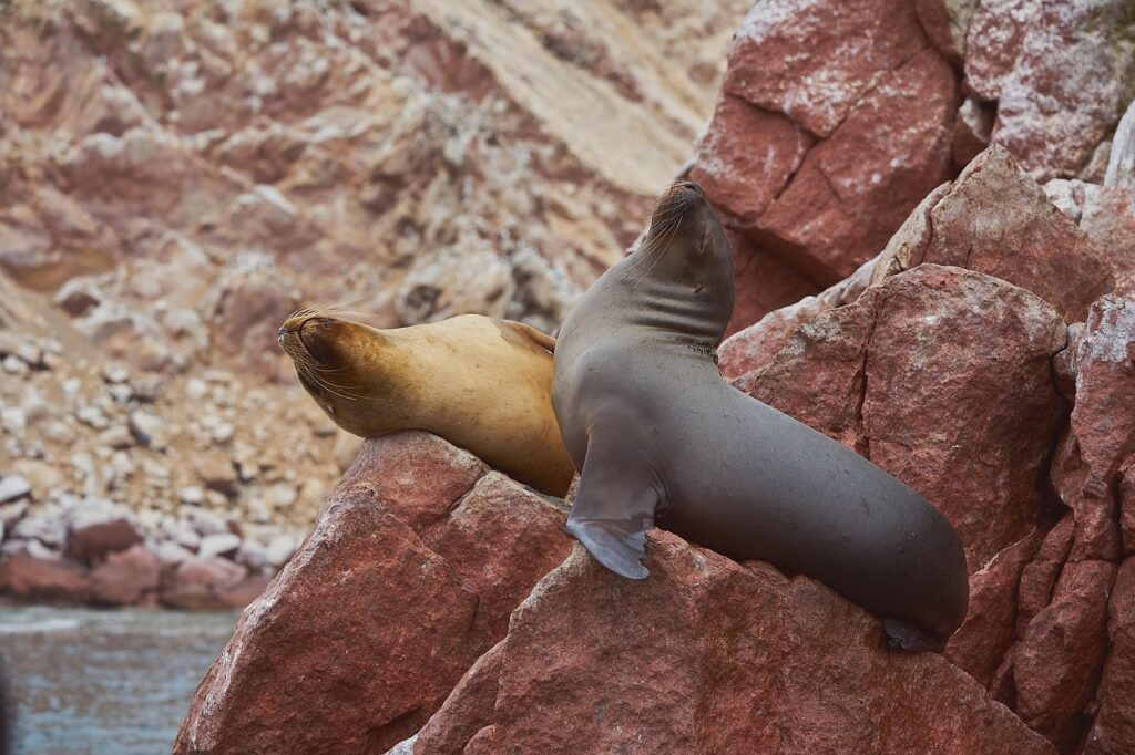 Sea lions resting on rocks at the Ballestas Islands in Paracas Peru