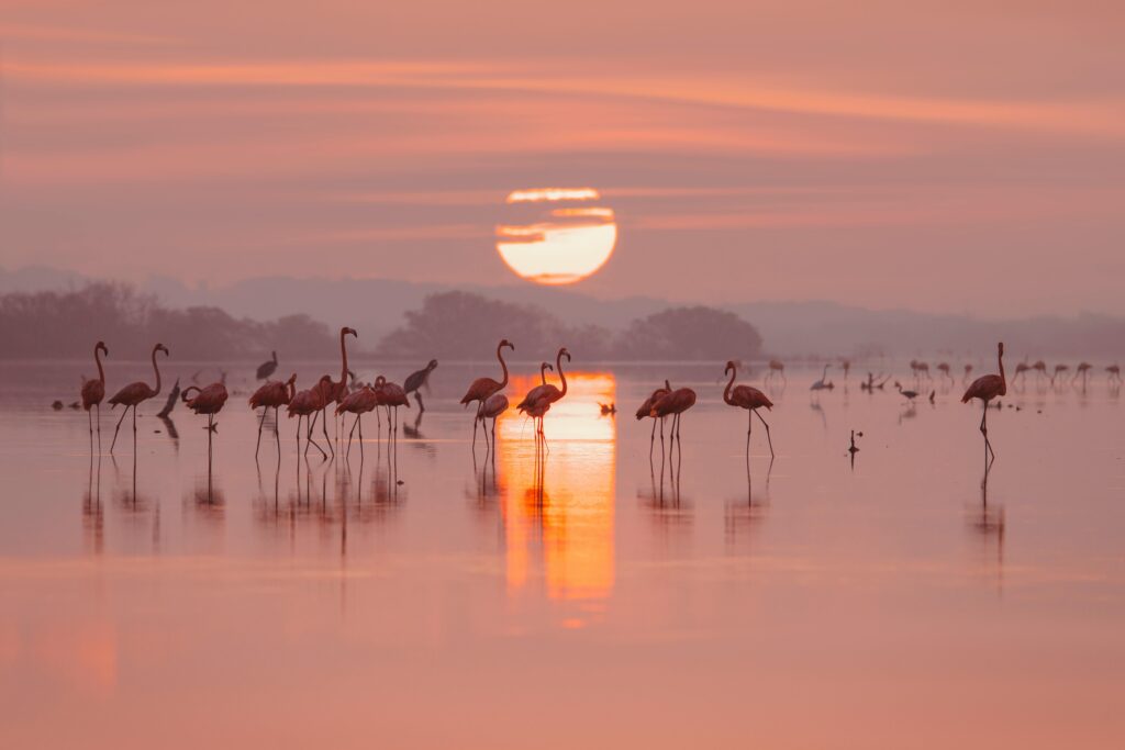 Flock of flamingos standing in shallow water at sunrise in Celestún, Yucatán, Mexico