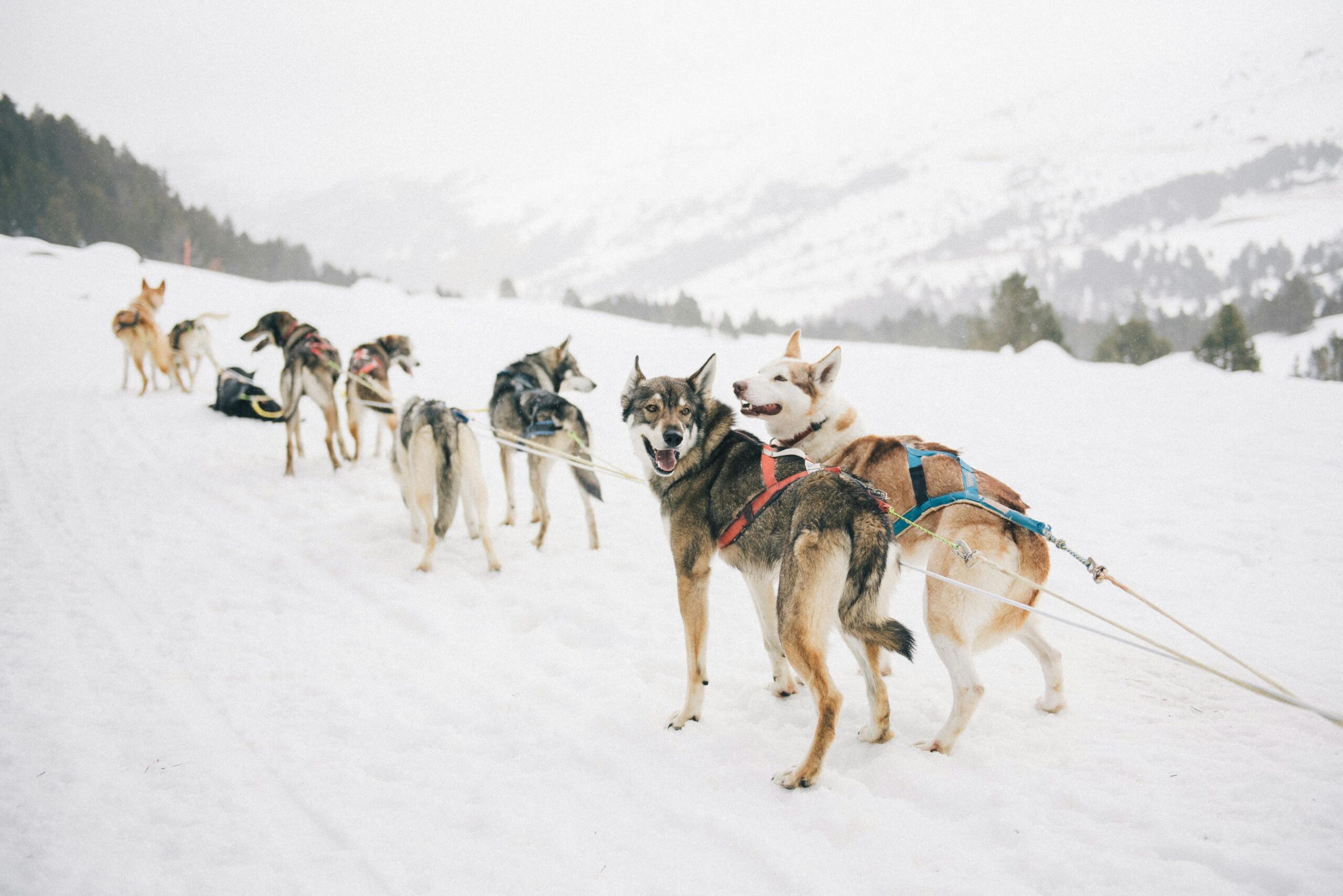 Husky Sledding