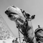 how much does an eSIM cost in Egypt