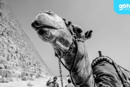 how much does an eSIM cost in Egypt