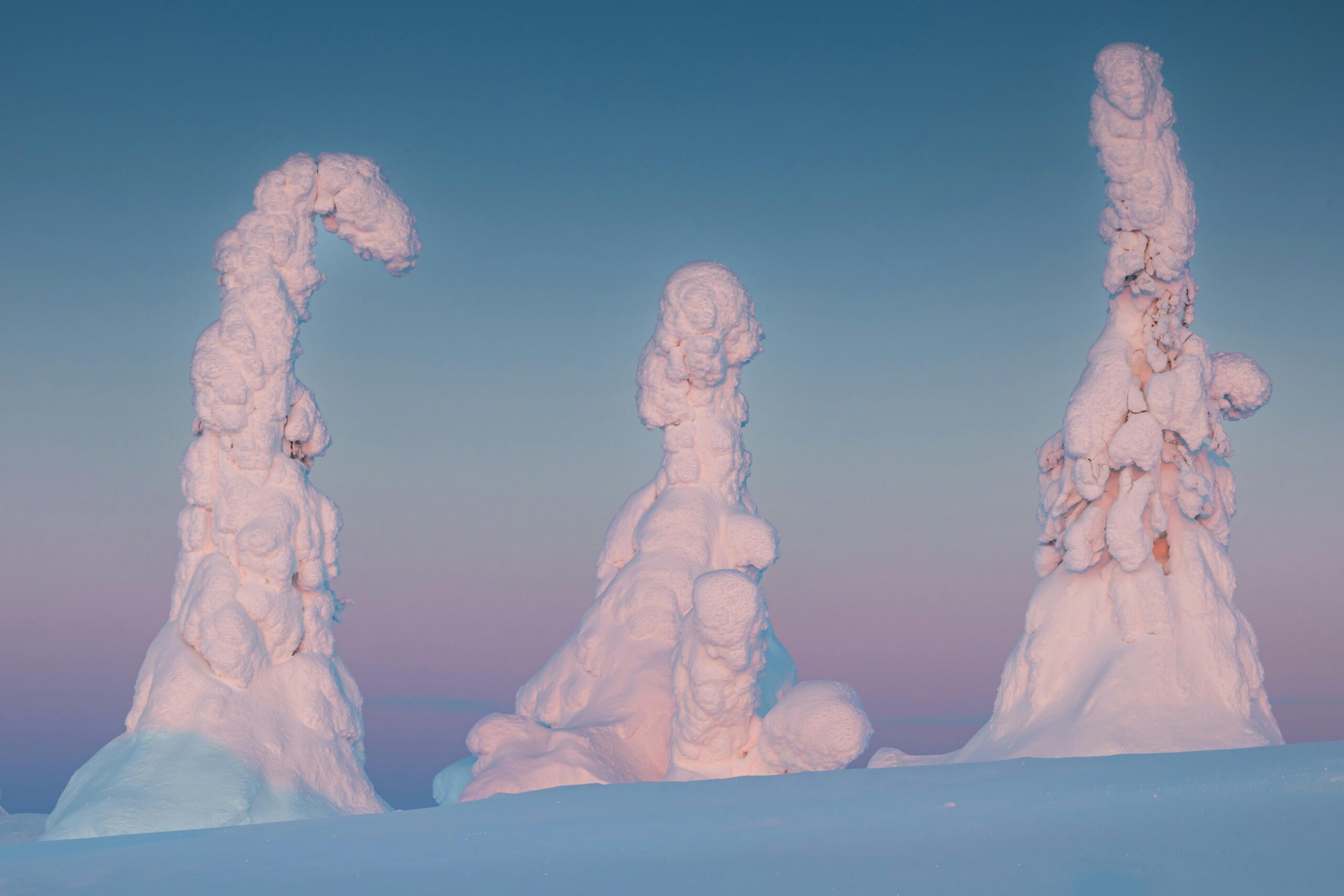 trees covered by snow in lapland