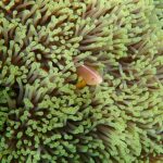 Top Places to Visit in Mayotte for an Authentic Island Experience