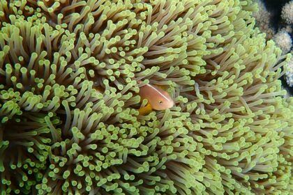 Top Places to Visit in Mayotte for an Authentic Island Experience